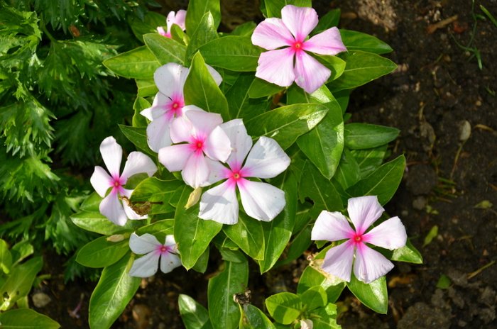 Catharanthus roseus 'Titan Blush'